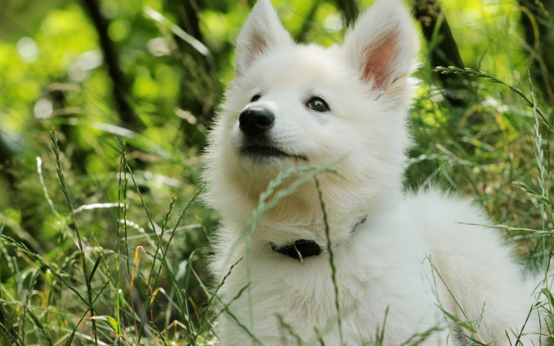 animals 0000027 – Awesome Wallpapers